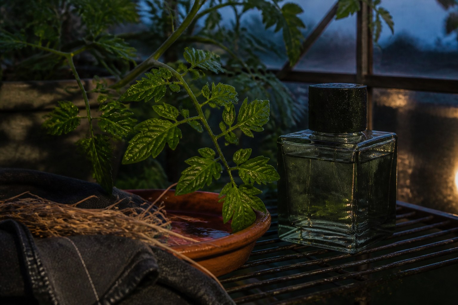 Smoky green perfume bottle with wet tomato leaves, terracotta and dried vetiver on a greenhouse shelf at dusk